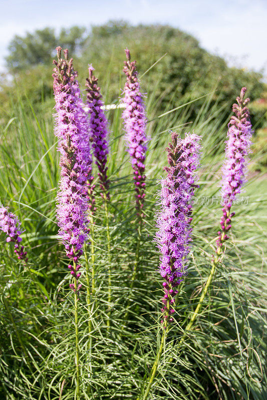 Liatris pycnostachya - Prärie-Prachtscharte